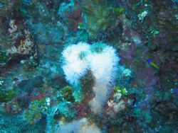 This photo was taken with a Canon PowerShot A710 IS in a ... by Todd Eyolfson 